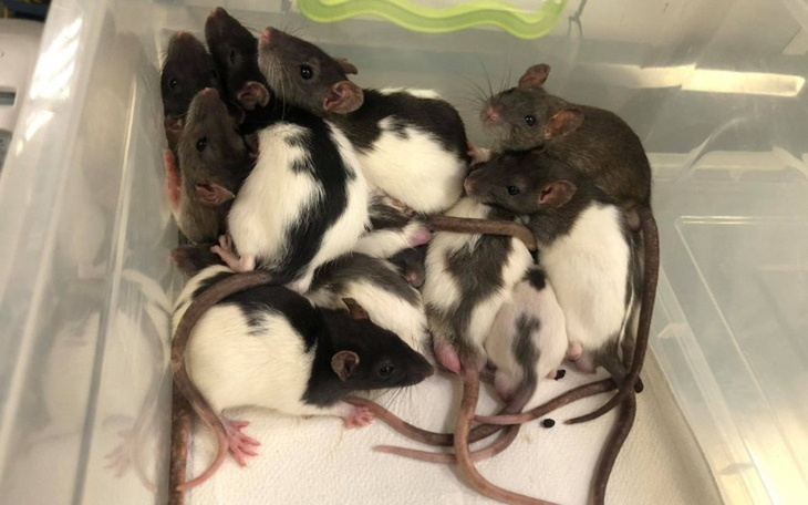 Zbiórka Leczenie szczurów z Tarnowa - zdjęcie główne