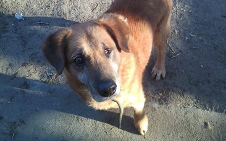 Zbiórka Dziadek- pies jakich tysiące... - zdjęcie główne