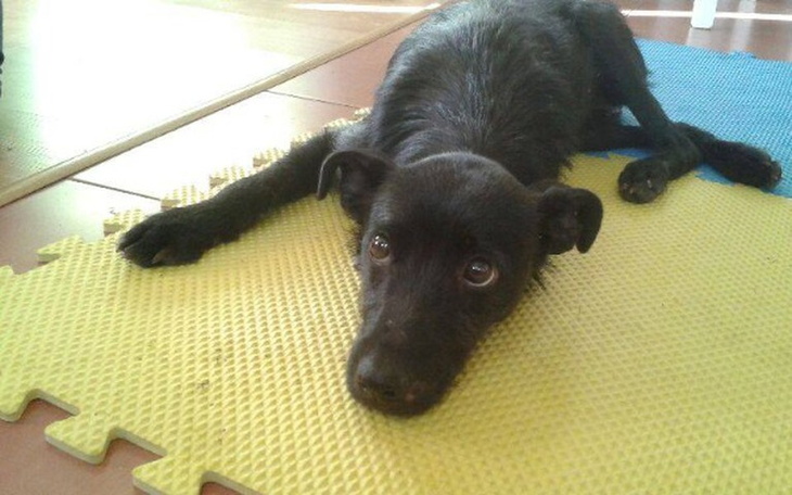 Zbiórka Karbon. Pies skazany na śmierć. - zdjęcie główne