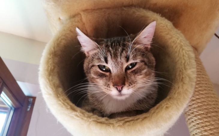 Zbiórka Leczenie Kociarni - zdjęcie główne