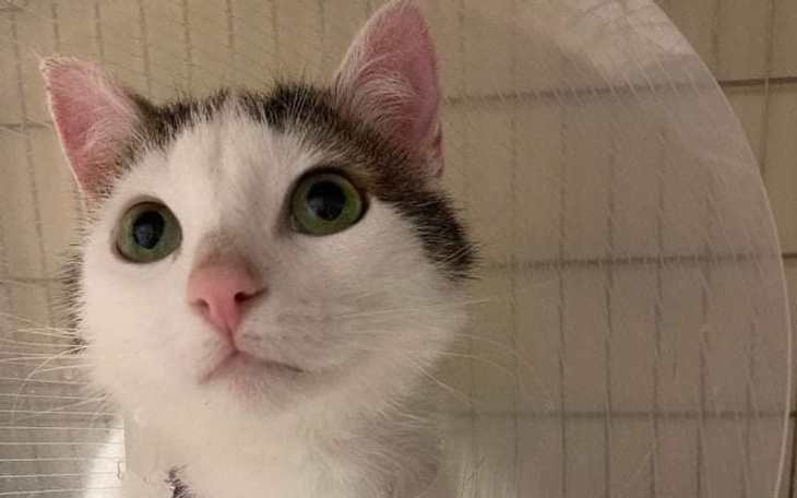 Zbiórka Wojtuś chce żyć normalnie...... - zdjęcie główne