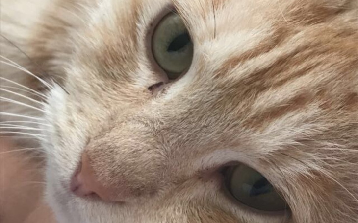 Zbiórka Leczenie chorego kota na nerki - zdjęcie główne