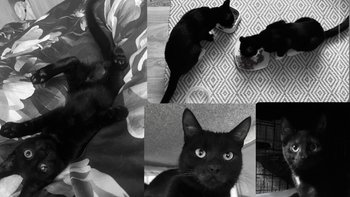 Zbiórka 5 maluchów walczy z białaczką - miniaturka zdjęcia