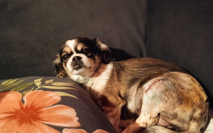 Pies odpoczywający na poduszce w przytulnym otoczeniu.