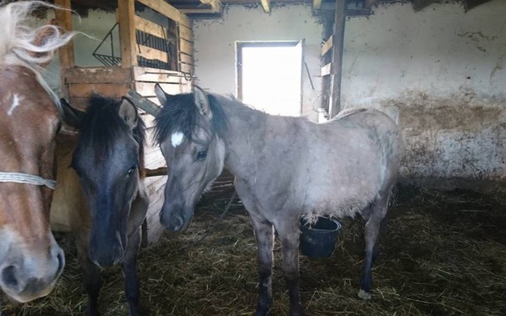 Zbiórka Małe Pajęczno. - zdjęcie główne