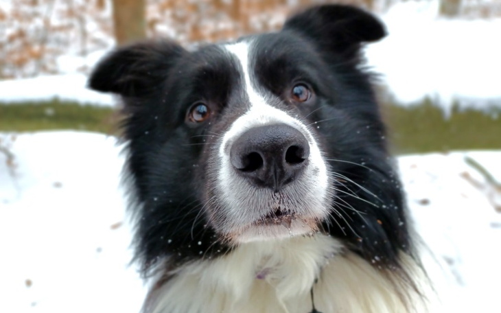Zbiórka Ratunek dla psiego terapeuty - zdjęcie główne