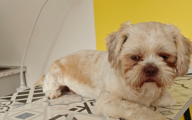 Zbiórka Rehabilitacja Karmelka - zdjęcie główne