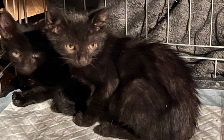 Zbiórka Pomoc dla kociąt z ruiny - zdjęcie główne