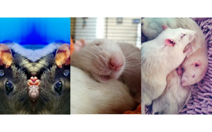 Zbiórka Leczenie szczurów w DT"Ogonkovo" - zdjęcie główne