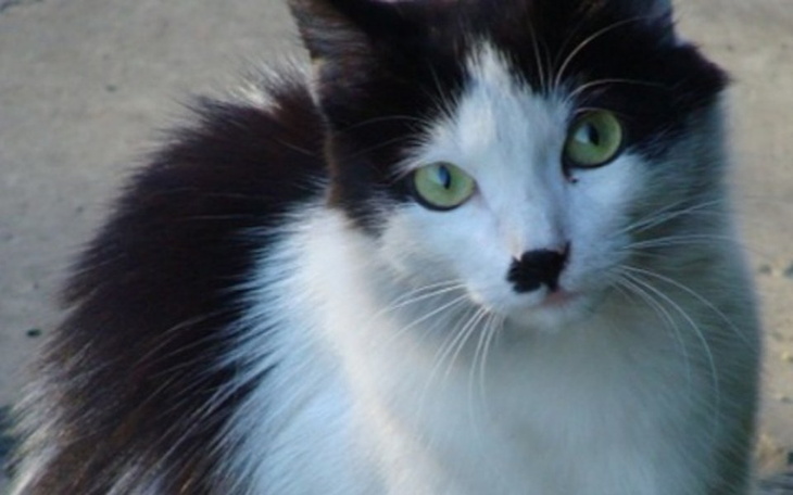 Zbiórka Dla Plamki - zdjęcie główne