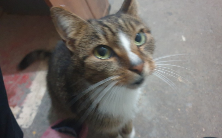 Zbiórka Na leczenie i szczepienie - zdjęcie główne