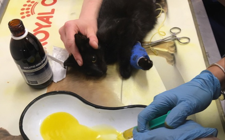 Zbiórka FipPotwierdzonyOlinekWalczyZchob - zdjęcie główne