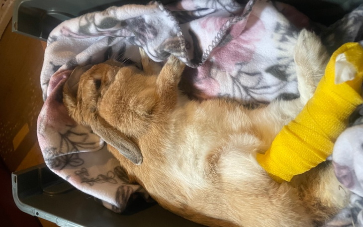 Zbiórka Operacja ratująca łapkę - zdjęcie główne