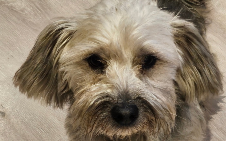 Pies z długim futrem, patrzący prosto w kamerę.