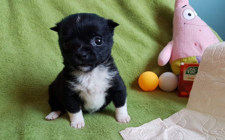 Zbiórka Calinka zbiera na REZONANS MÓZGU - zdjęcie główne