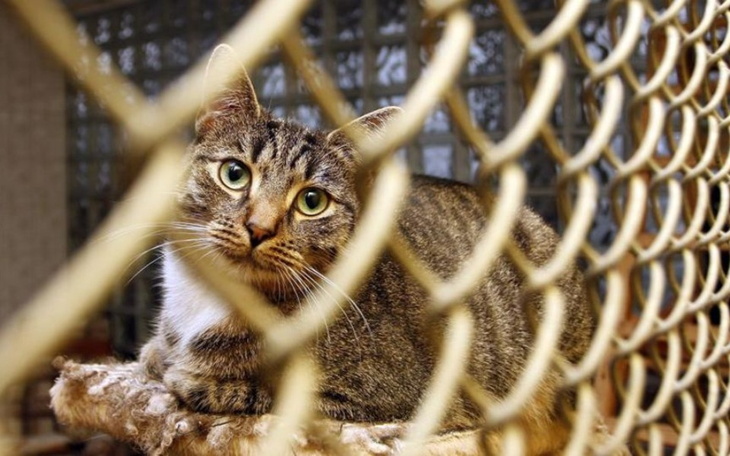 Zbiórka Schronisko i osoby starsze - zdjęcie główne