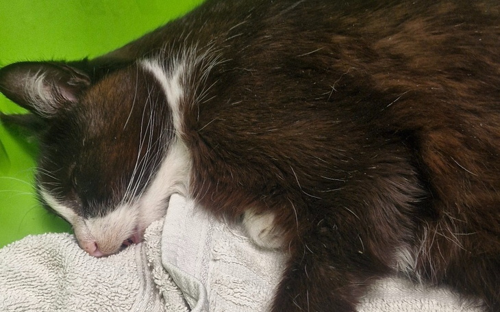 Kot śpiący na ręczniku, z zamkniętymi oczami.