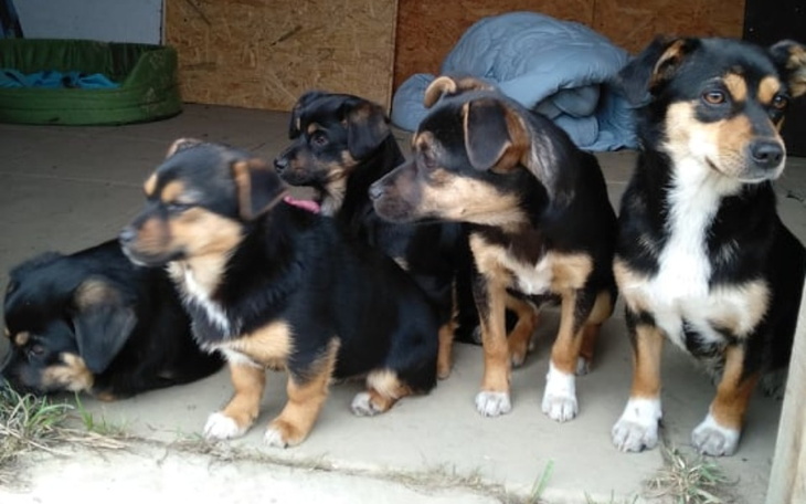 Zbiórka Dla rodzinki z lasu - zdjęcie główne