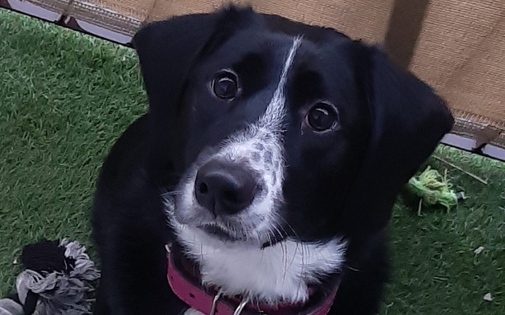 Zbiórka Mokka piesek z problemami - zdjęcie główne