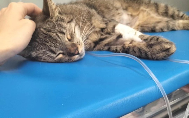 Zbiórka Na leczenie Stefci - zdjęcie główne