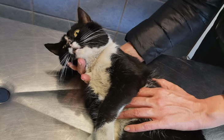 Zbiórka Na ratunek umierającym kotom - zdjęcie główne