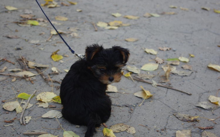 Zbiórka Pomoc dla Psow i Kotow - zdjęcie główne