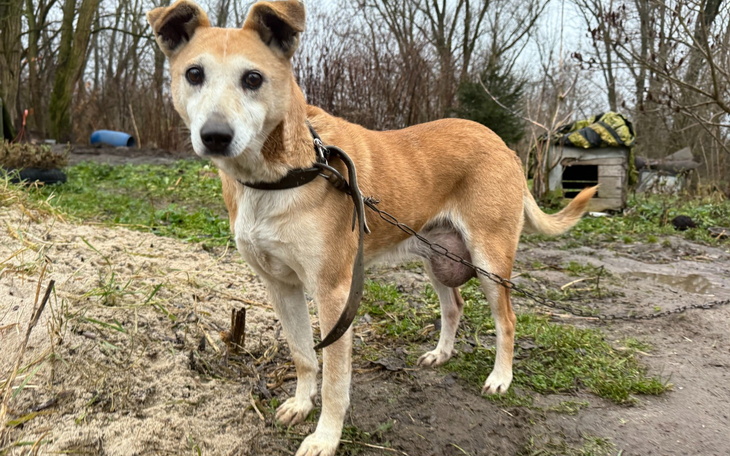 Pies na smyczy w otoczeniu przyrody.