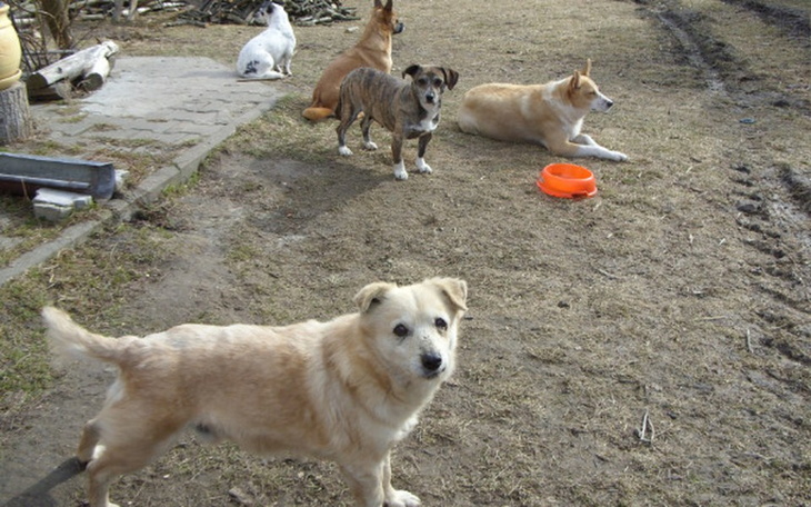 Zbiórka Rozbudowujemy fundacyjny Azyl - zdjęcie główne