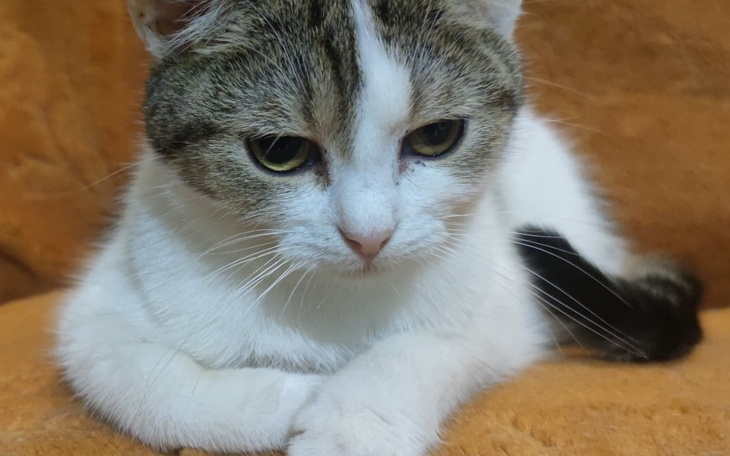 Zbiórka Na lek dla Grusi - zdjęcie główne