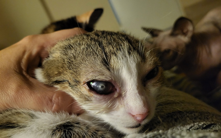 Smutny kot z łzawiącym okiem, potrzebujący pomocy.