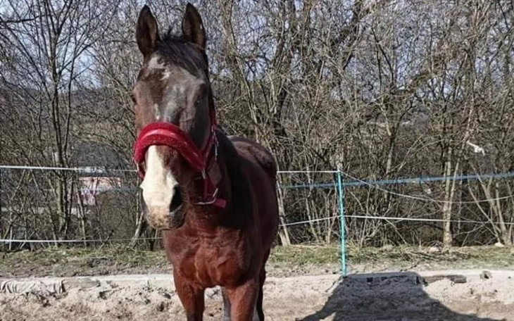 Zbiórka Uratujmy cierpiącego Grandsa - zdjęcie główne