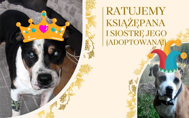 Zbiórka Ratujemy KSIĄŻĘPANA Szermana - zdjęcie główne