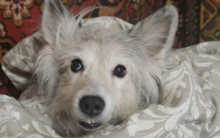 Zbiórka Pomożemy psom na Ukrainie - zdjęcie główne