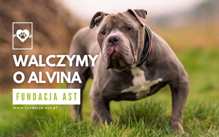 Zbiórka Walczymy o Alvina - zdjęcie główne