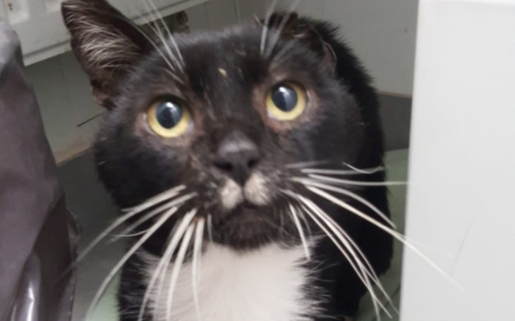 Czarny kot z dużymi oczami, przyjazny wyraz twarzy.