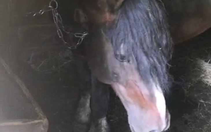 Koń z długą grzywą, stojący w stajni.