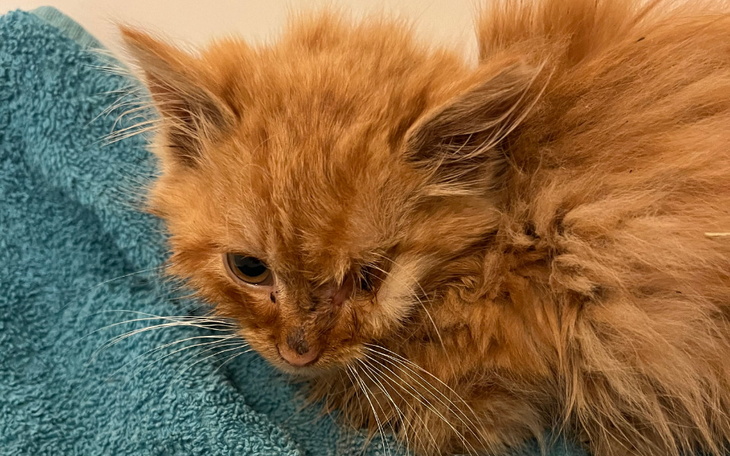 Rudy kot na ręczniku, wygląda na chorego.