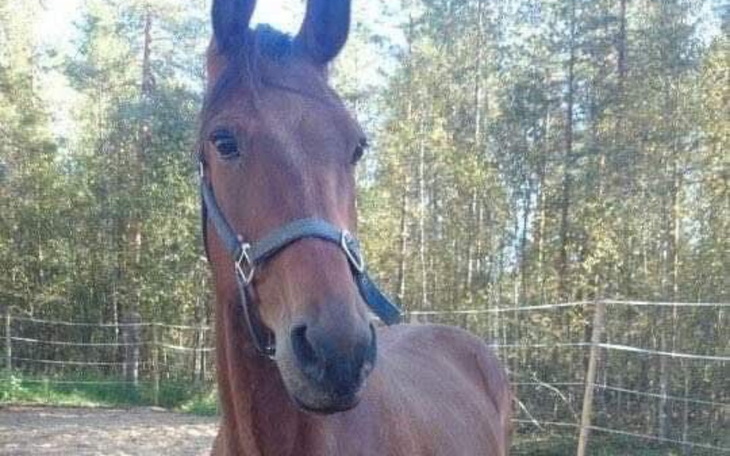 Zbiórka Biedne dzieci, mamy marzenia - zdjęcie główne