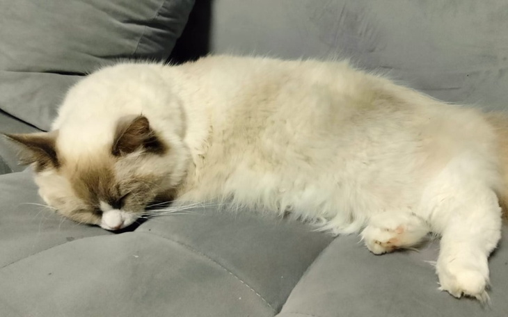 Zbiórka Szafir walczy o życie - zdjęcie główne