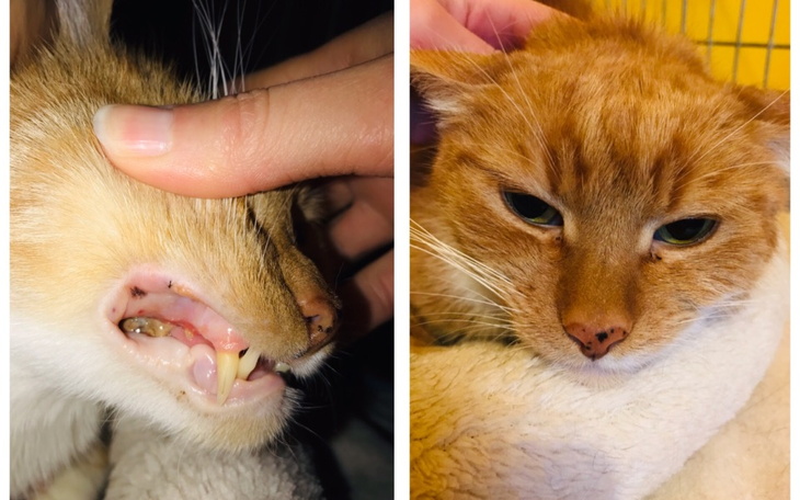 Dwa koty: jeden z widocznymi zębami, drugi z zamkniętymi oczami.