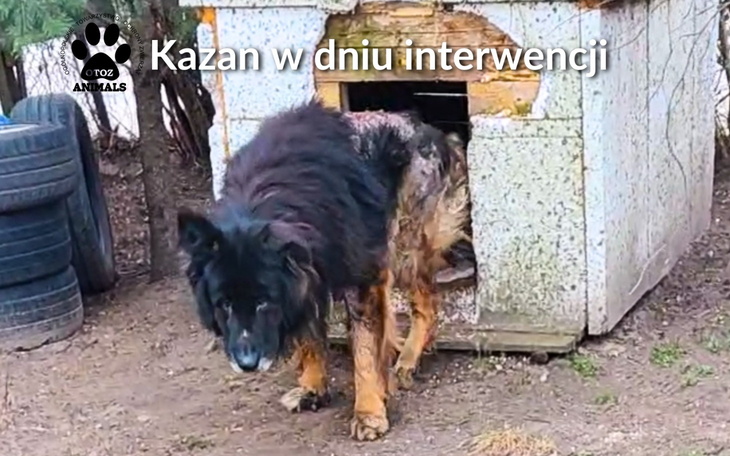 Pies wychodzący z budy, w trudnej sytuacji.