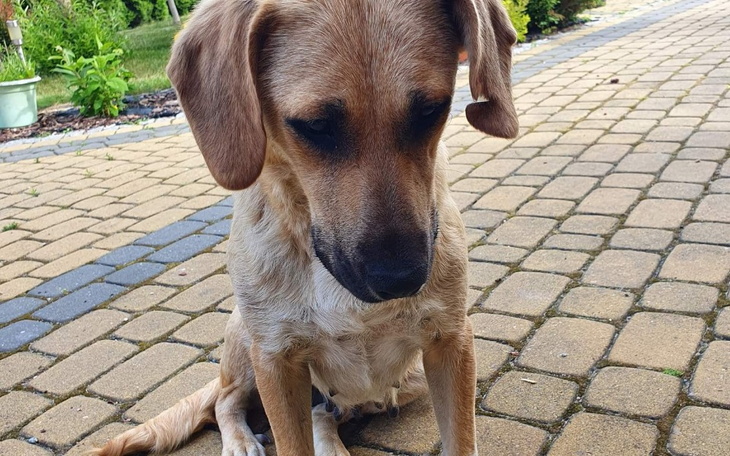 Zbiórka Przypelzala po pomoc. - zdjęcie główne