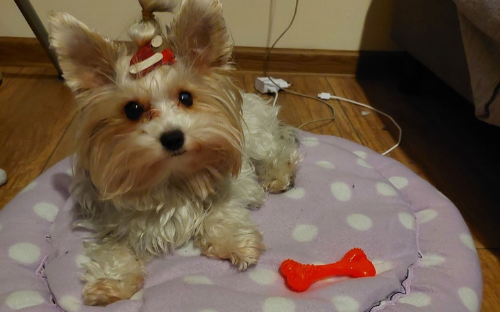 Zbiórka Operacja Miednicy York Biewer - zdjęcie główne