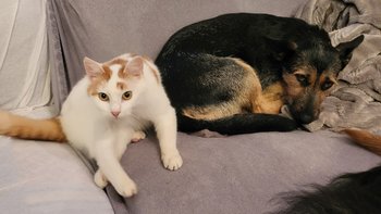 Zbiórka Lucky kot - operacja kolana - miniaturka zdjęcia