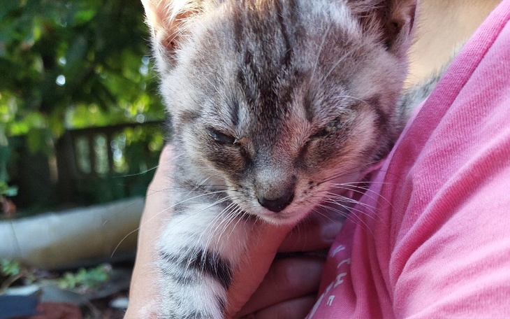 Zbiórka Cudnekociaki - zdjęcie główne