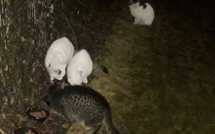 Zbiórka Kociaki bezdomniaki z Okęcia - zdjęcie główne