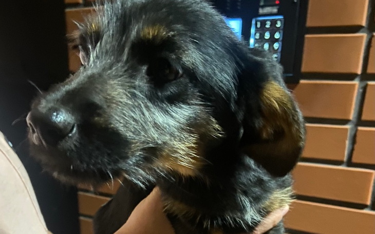 Młody pies trzymany w rękach, z wyrazem ciekawości na twarzy.