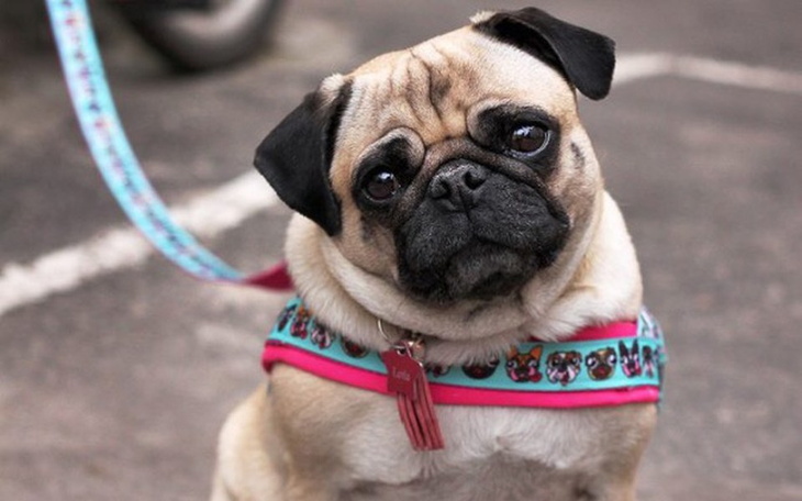 Zbiórka Biedne zwierzęta - zdjęcie główne