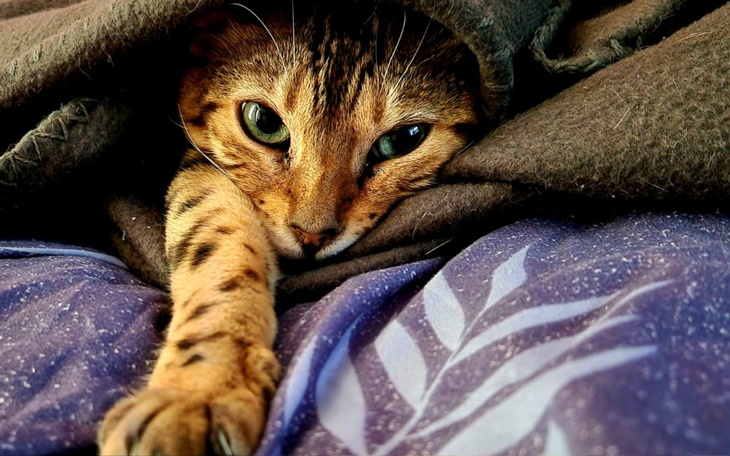 Zbiórka Wanda - leczenie plus jedzenie - zdjęcie główne