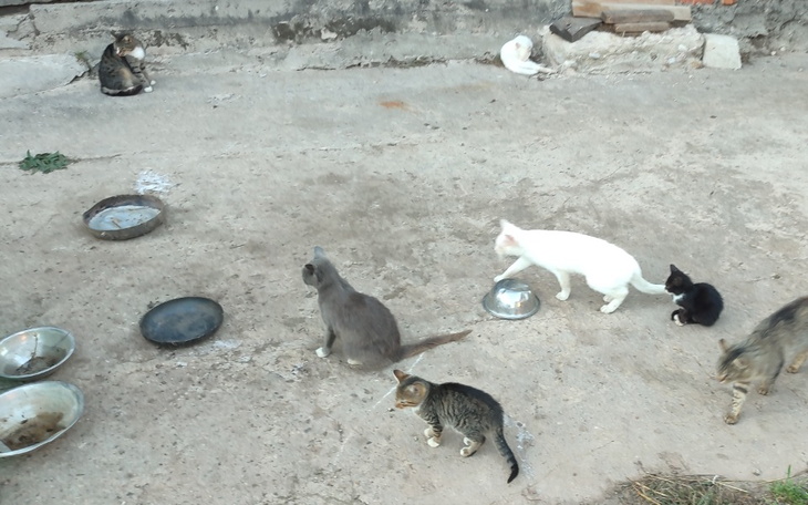 Zbiórka Sterylizacja kotek.. - zdjęcie główne